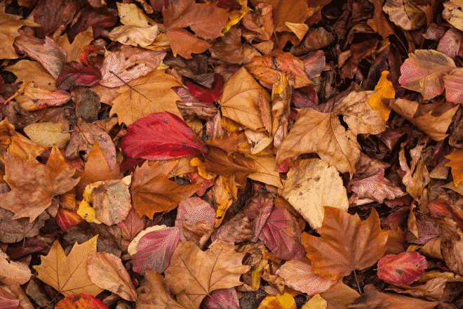 pile-of-leaves