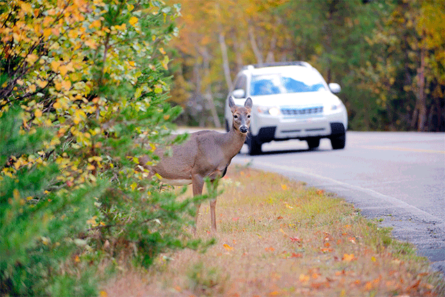 deer-on-side-of-road