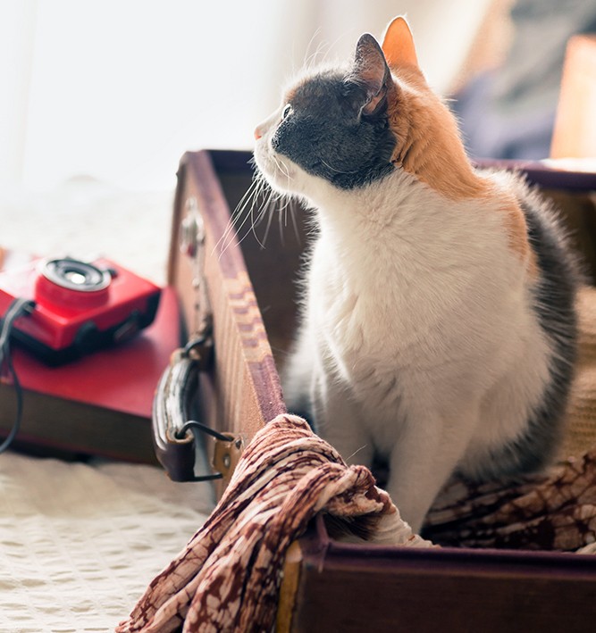 Cat-In-Suitcase